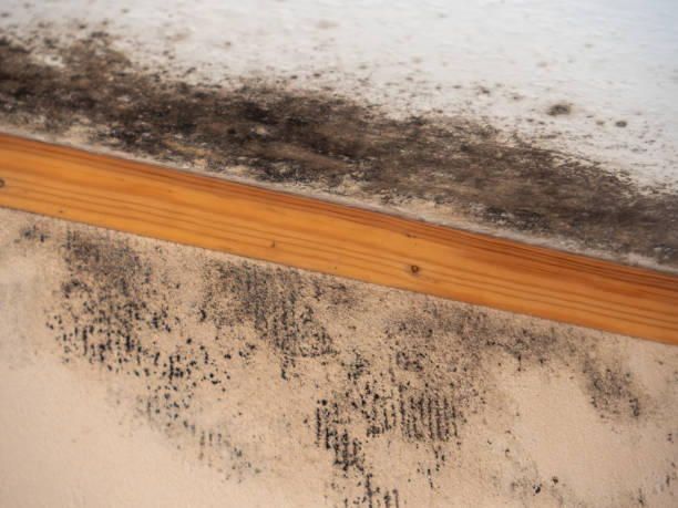 Best Air Quality Testing for Mold Spores  in Southwest Sandhill, TX