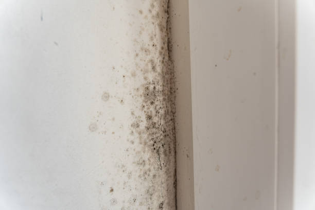 Best Crawl Space Mold Remediation  in Southwest Sandhill, TX
